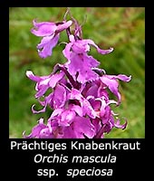 Prächtiges Knabenkraut - Orchis mascula ssp. speciosa