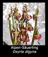 Alpen-Säuerling - Oxyria digyna