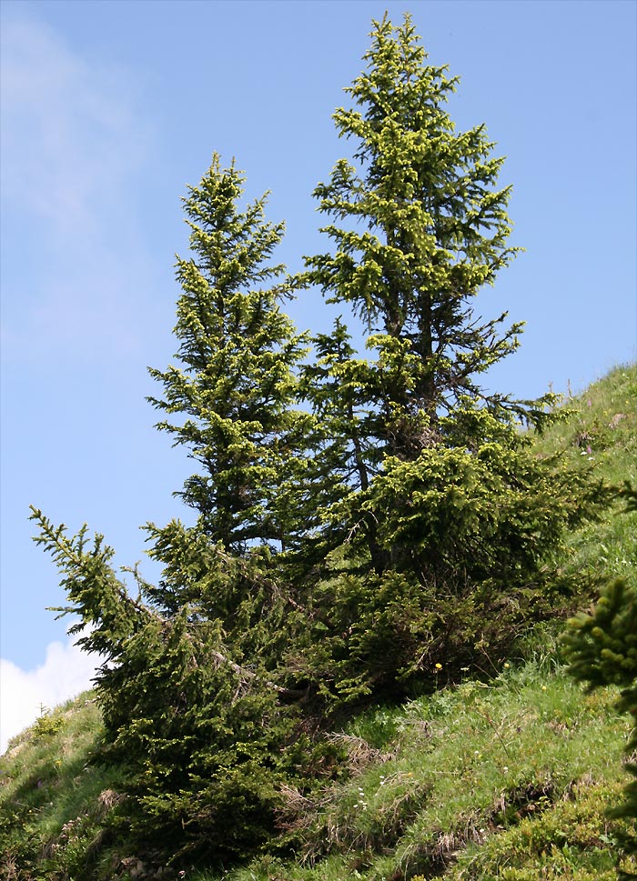 Rotfichte - Picea abies
