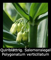 Quirlblättriges Salomonsiegel - Polygonatum verticillatum