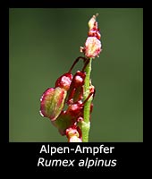 Alpen-Ampfer - Rumex alpinus