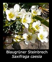 Blaugrüner Steinbrech - Saxifraga caesia