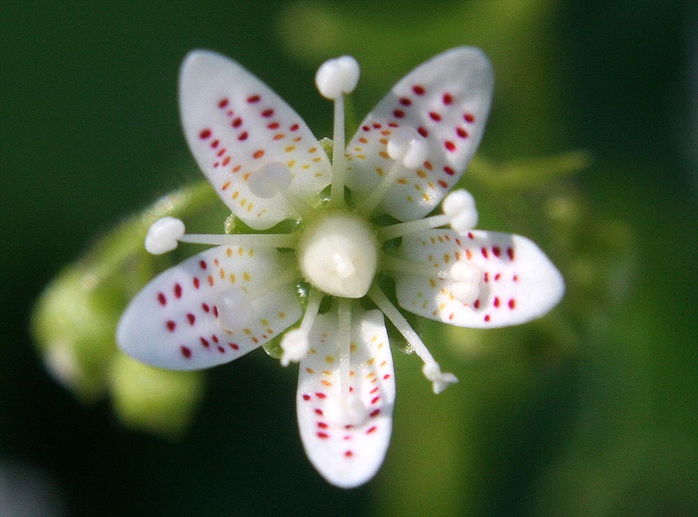 Rundblättriger Steinbrech - Saxifraga rotundifolia
