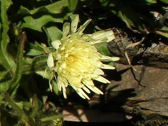Weißliches Habichtskraut - Schlagintweitia intybacea