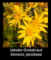 Jakobs-Greiskraut - Senecio jacobaea