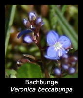 Bachbunge - Veronica beccabunga