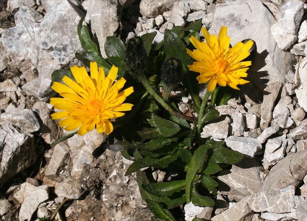Berg-Löwenzahn - Scorzoneroides montana subsp. melanotricha