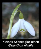 Kleines Schneeglöckchen - Galanthus nivalis