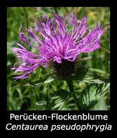 Perücken-Flockenblume - Centaurea pseudophrygia