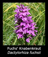 Fuchs' Knabenkraut - Dactylorhiza fuchsii