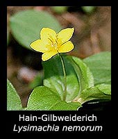 Hain-Gilbweiderich - Lysimachia nemorum