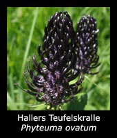 Hallers Teufelskralle - Phyteuma ovatum