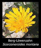 Berg-Löwenzahn - Scorzoneroides montana