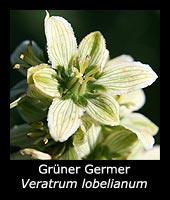 Grüner Germer - Veratrum lobelianum