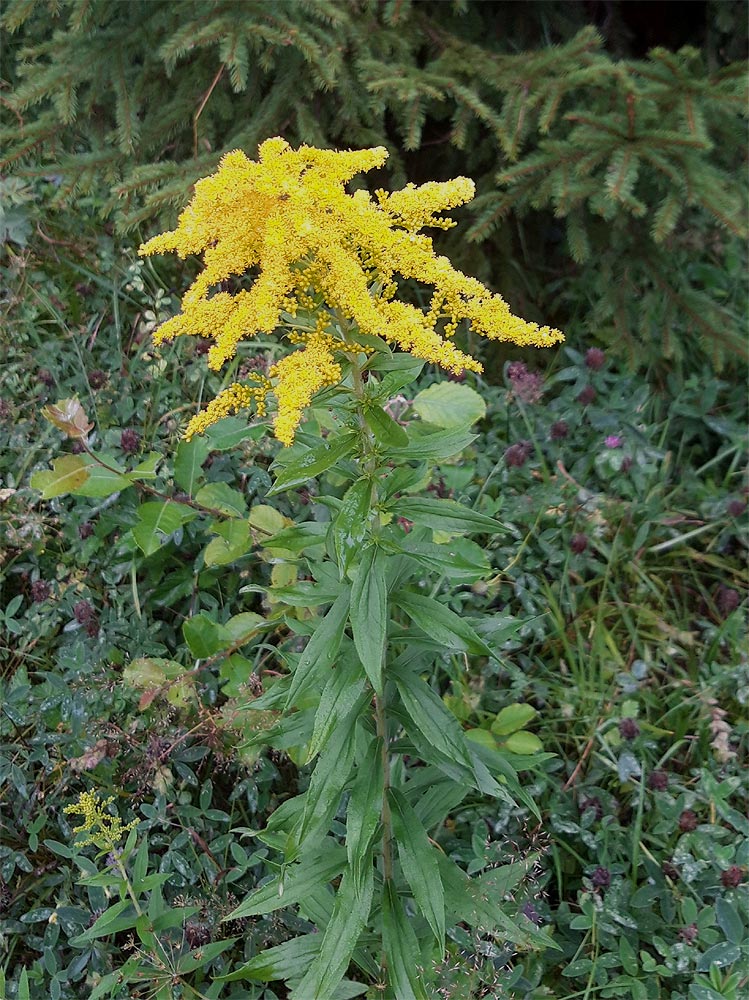 Kanadische Goldrute Solidago canadensis | Alpenflora Kleinwalsertal